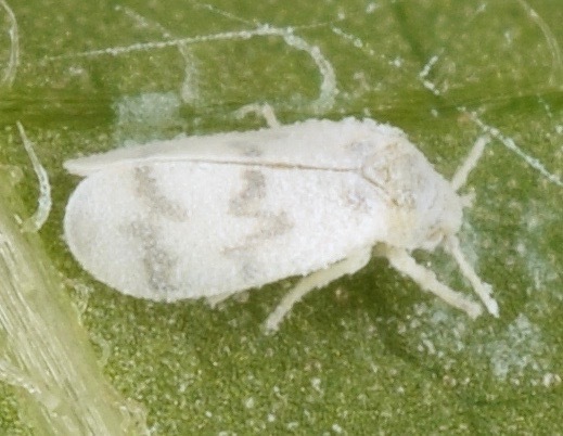 Banded-winged Whitefly