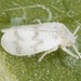 Trialeurodes abutiloneus - Photo (c) skitterbug, μερικά δικαιώματα διατηρούνται (CC BY), uploaded by skitterbug