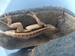 Sceloporus variabilis marmoratus