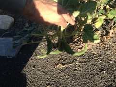 Proboscidea louisianica fragrans