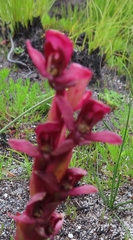 Disa ophrydea