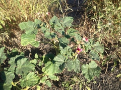 Proboscidea louisianica fragrans