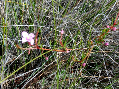 Boronia filifolia