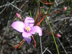 Boronia filifolia