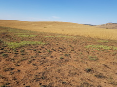 Parinari capensis capensis