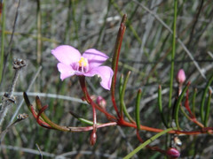 Boronia filifolia