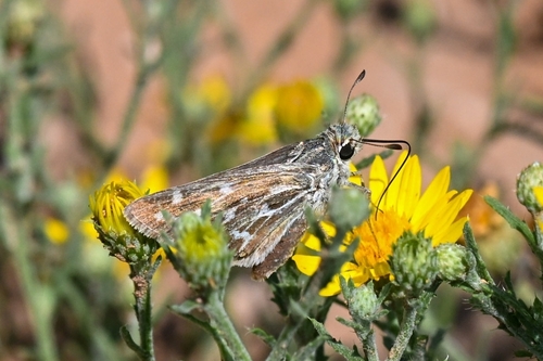 Uncas Skipper photo 5