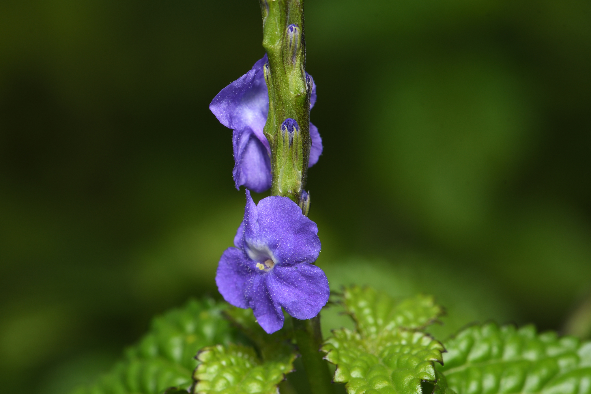 Stachytarpheta urticifolia
