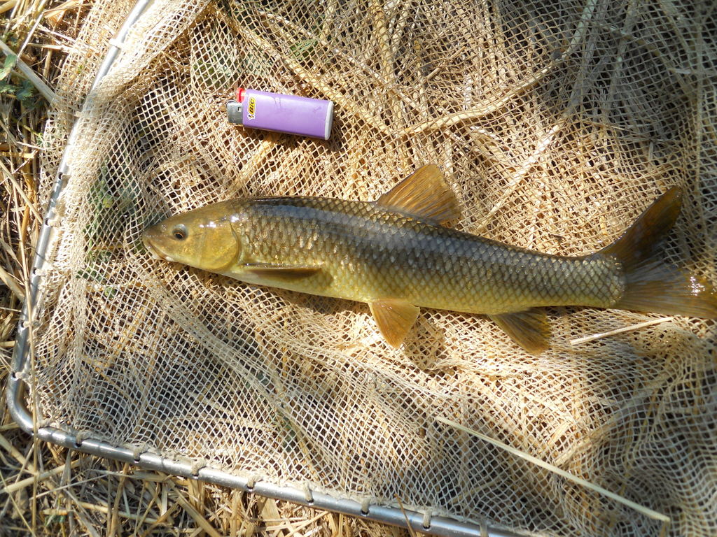 Greek Barbel