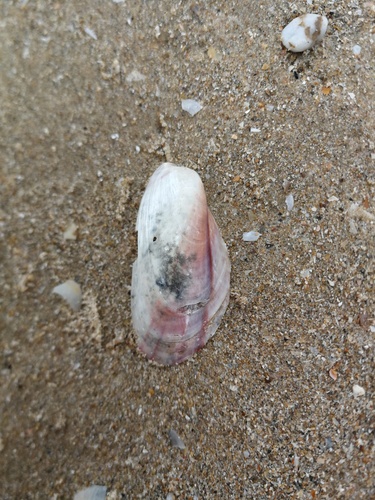Modiolus adriaticus observed 2025-07-11