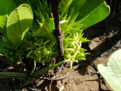 Pygmaeothamnus zeyheri