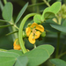 Senna obtusifolia - Photo (c) Liu JimFood, μερικά δικαιώματα διατηρούνται (CC BY-NC), uploaded by Liu JimFood
