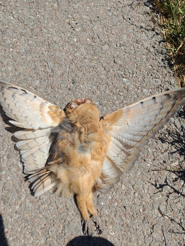 View observation of {o.common_name} on iNaturalist
