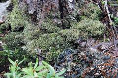Cladonia cornuta
