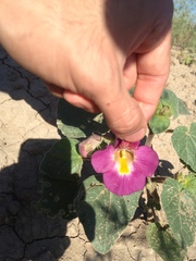 Proboscidea louisianica fragrans