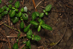 Lepidagathis inaequalis