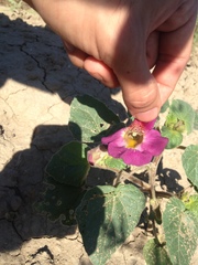 Proboscidea louisianica fragrans