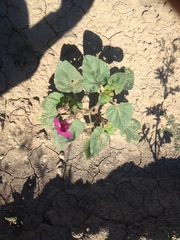 Proboscidea louisianica fragrans