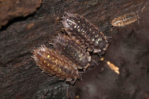 Paprastasis vėdarėlis nuotrauka