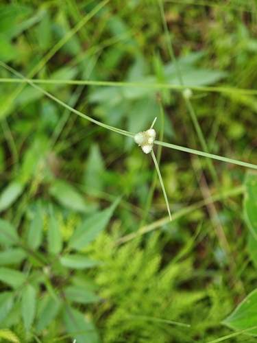 Lipocarpha chinensis iNat (1)