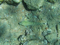 Parapercis hexophtalma