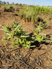 Raphionacme velutina