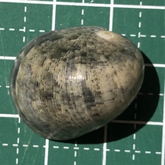 Nerita polita