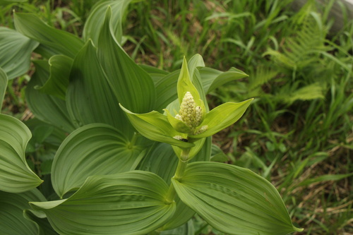 Veratrum stamineum iNat (2)