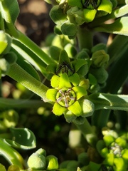 Raphionacme velutina