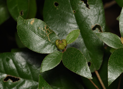 Croton cascarilloides