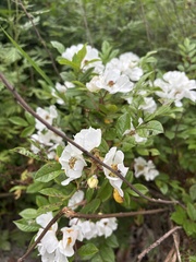 Rosa maximowicziana, photograph (c) Rodion Andreev, some rights reserved (CC BY)