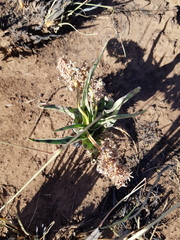 Ledebouria inquinata