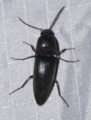 Diplostethus texanus