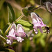 Fragrant Pitcher Sage - Photo (c) Reciprocity D Parture, some rights reserved (CC BY-NC-ND)