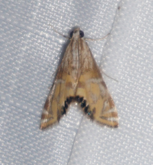 Petrophila daemonalis