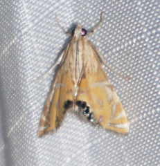 Petrophila daemonalis