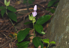 Dicliptera tinctoria