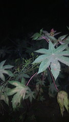 Ricinus communis