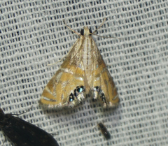 Petrophila daemonalis