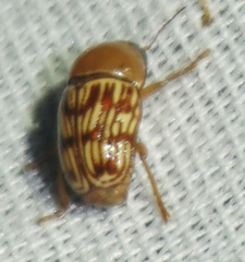 Cryptocephalus fulguratus