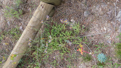 Galatella aragonensis