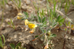 Lotus angustissimus