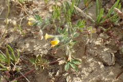 Lotus angustissimus