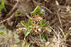 Trifolium scabrum