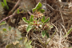 Trifolium scabrum