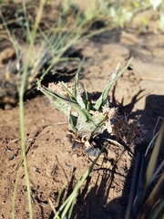 Ledebouria inquinata