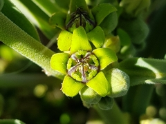Raphionacme velutina