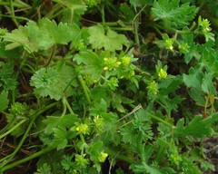 Ranunculus parviflorus