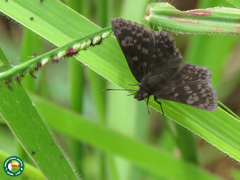 Viola violella
