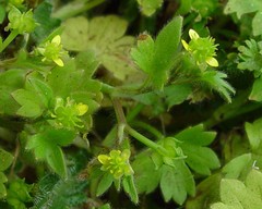 Ranunculus parviflorus
